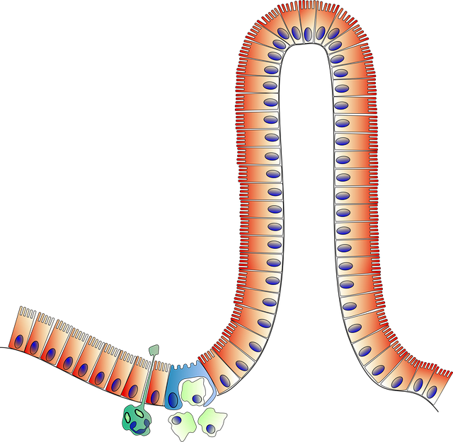 Free anatomy intestine biology vector