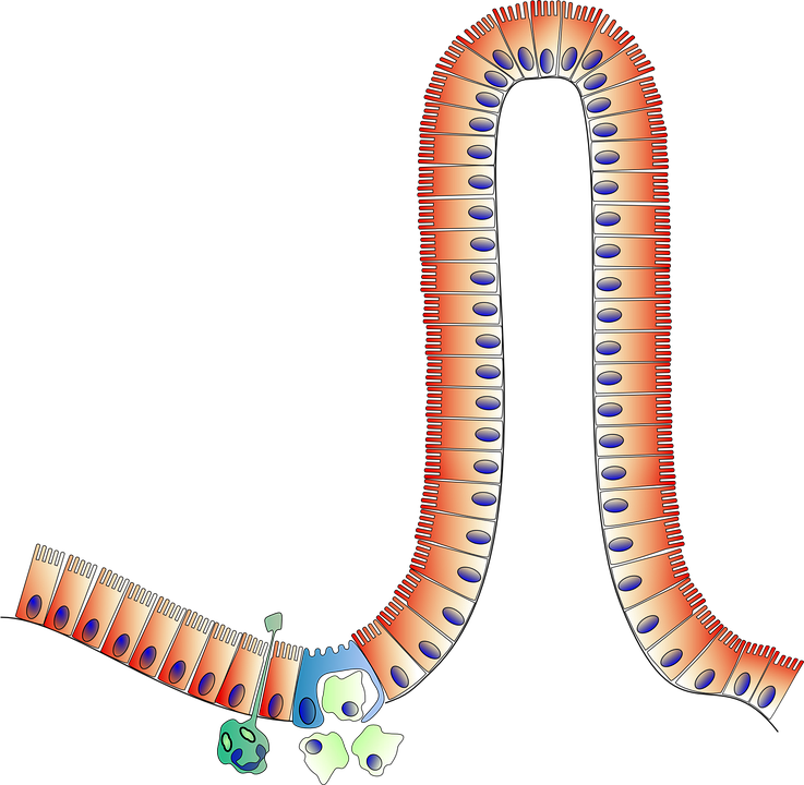 Anatomia, Intestino, Biologia
