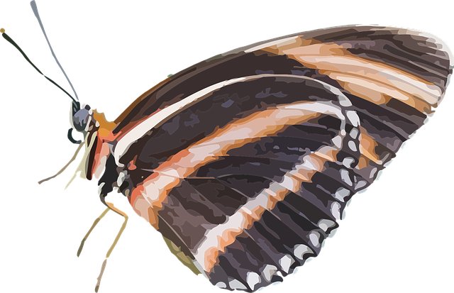 Free animal butterfly insect illustration