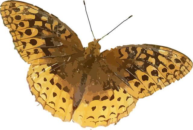 Download free HD stock image of Animal Butterfly Free animal butterfly insect vector