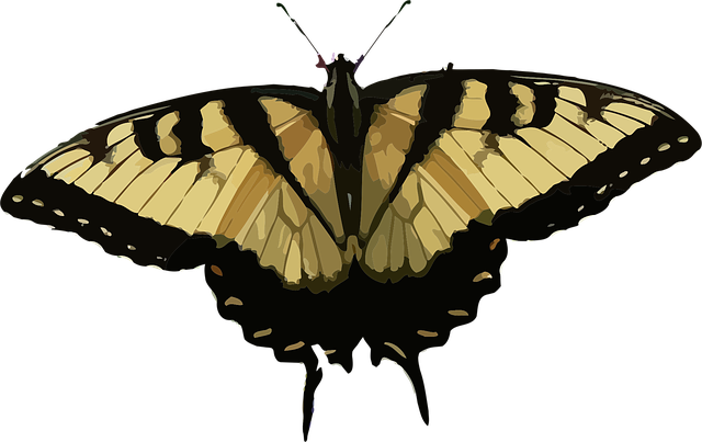 Free animal butterfly insect vector