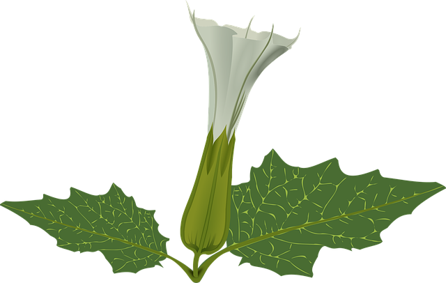 Free flower plant white vector