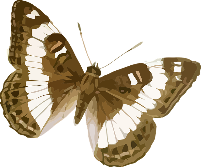 Download free HD stock image of Animal Butterfly Free animal butterfly insect vector