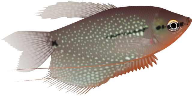 Free fish sea life aquarium vector