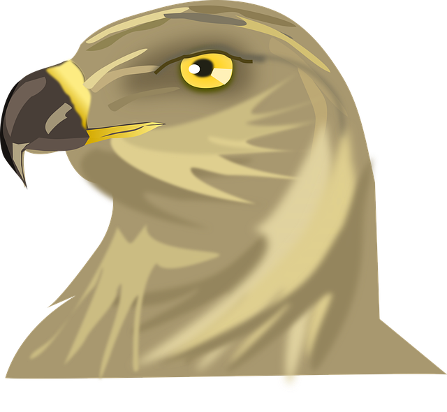 Free bird hawk nature illustration