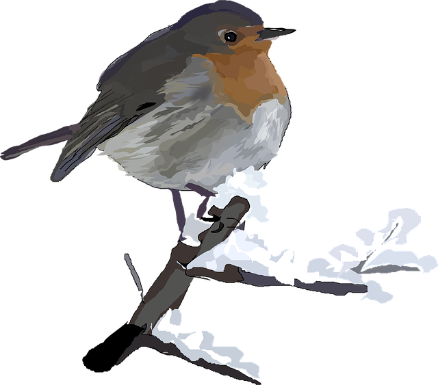 Free red robin bird vector