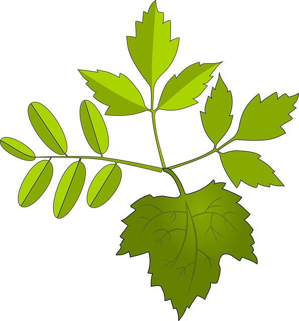Løv, Grøn, Blade, Natur, Variationer