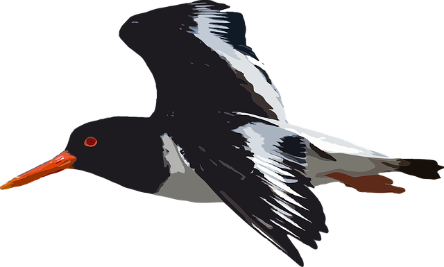 Download free HD stock image of Bird Nature Free bird nature animal vector