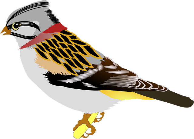 Free bird nature sparrow vector