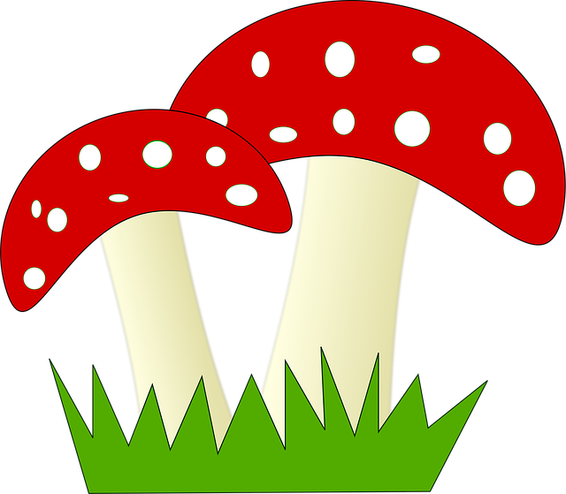Free fly agaric fungus vector