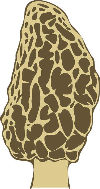 Free Fungi Morel vector and picture