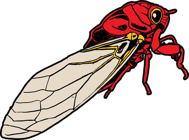 Escarabajo, Insecto, Cigarra, Insecto