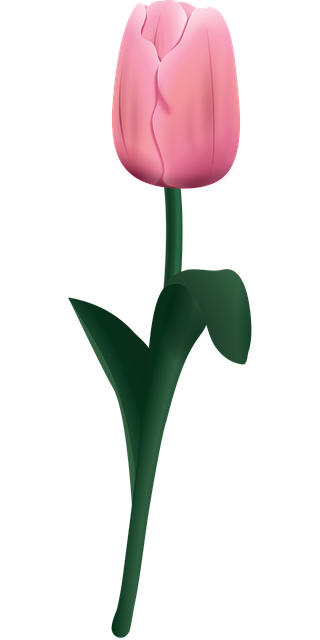 Rose, Rosenblomst, Smukke Blomster