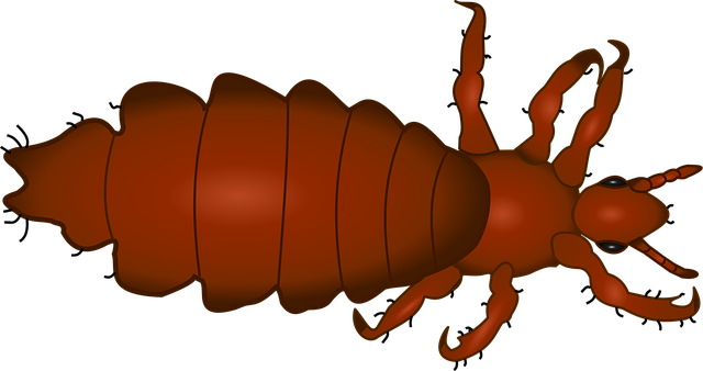 Free louse nature insect vector