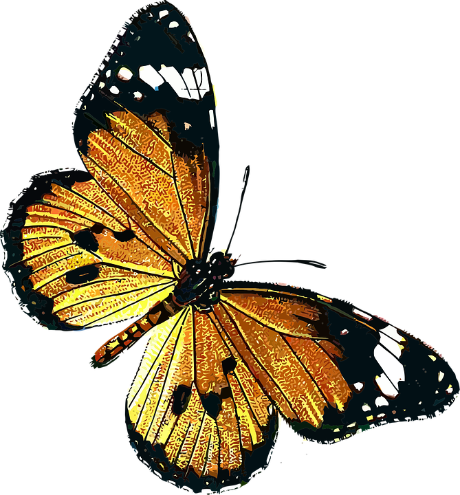 My Image 51