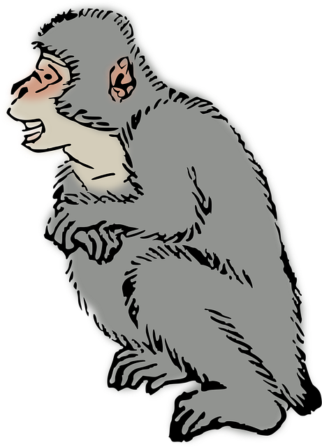 Free animal macaque monkey vector