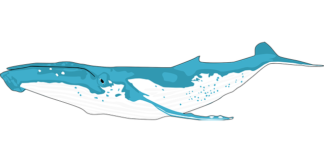 Free animal ocean whale vector