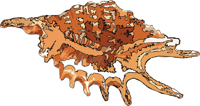 Free animal sea shell vector