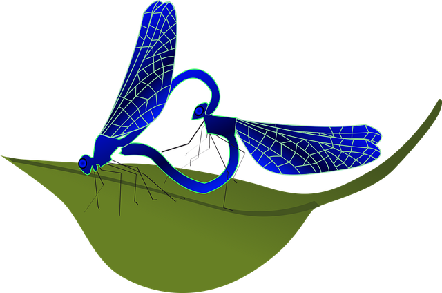 Free dragonfly heart insect vector