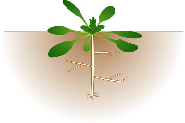 Free botany nature plant vector