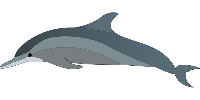 Free dolphin animal fish illustration