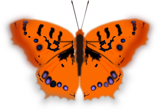 Borboleta, Inseto, Natureza, Animal