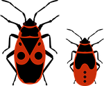 beetle, bug, firebug