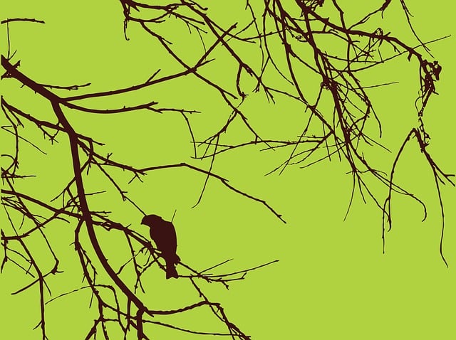 Download free HD stock image of Bird Branches Free bird branches nature vector