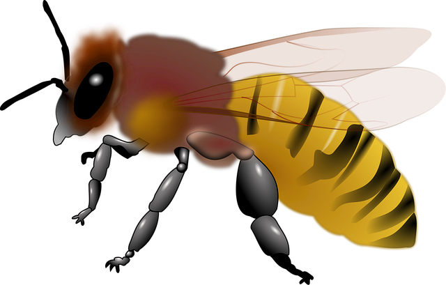 Free animal bee honey vector