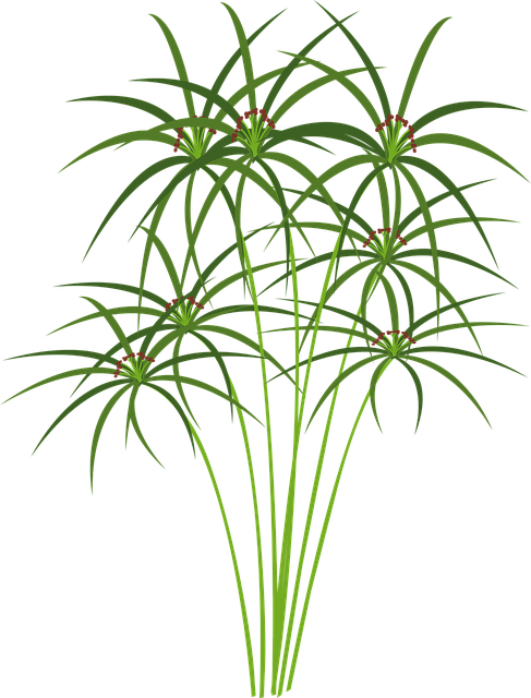 Free papyrus plant nature vector