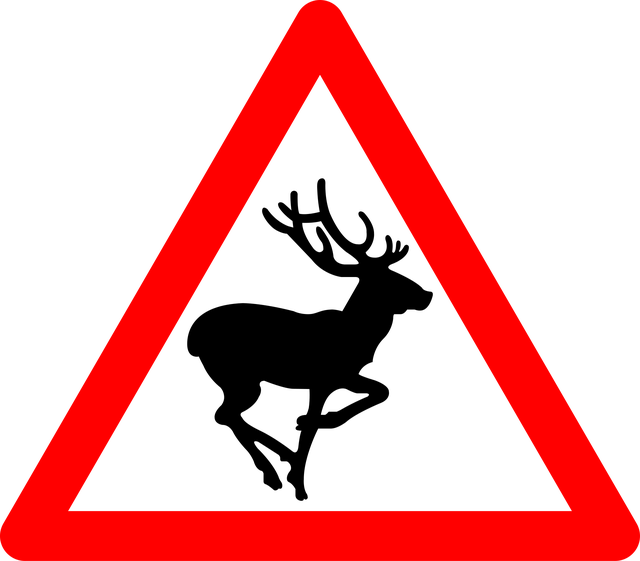 Alerta, Animal, Cervo, Natureza, Aviso