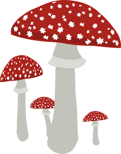 Free fly agaric fungus mushroom vector