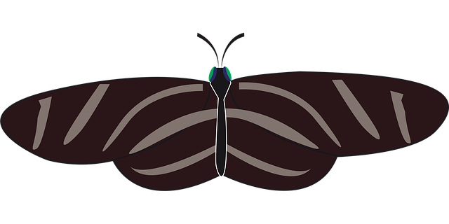 Free Butterfly Insect vector and picture