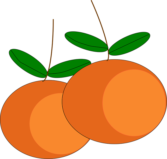 Free oranges fruits citrus illustration