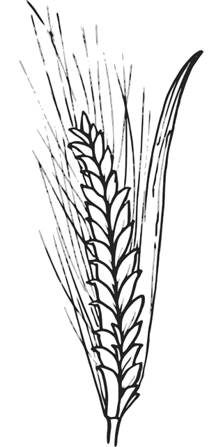 Cereais, Grão, Natureza, Milho, Trigo
