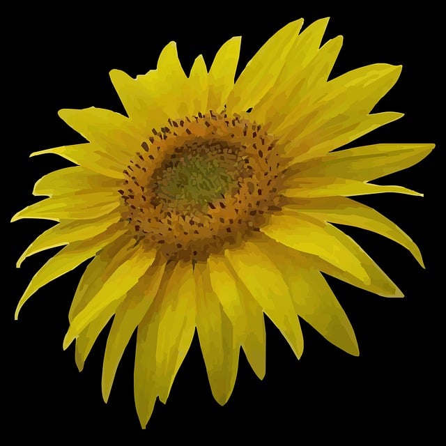 Download free HD stock image of Sun Flower Nature Free sun flower nature sunflower vector