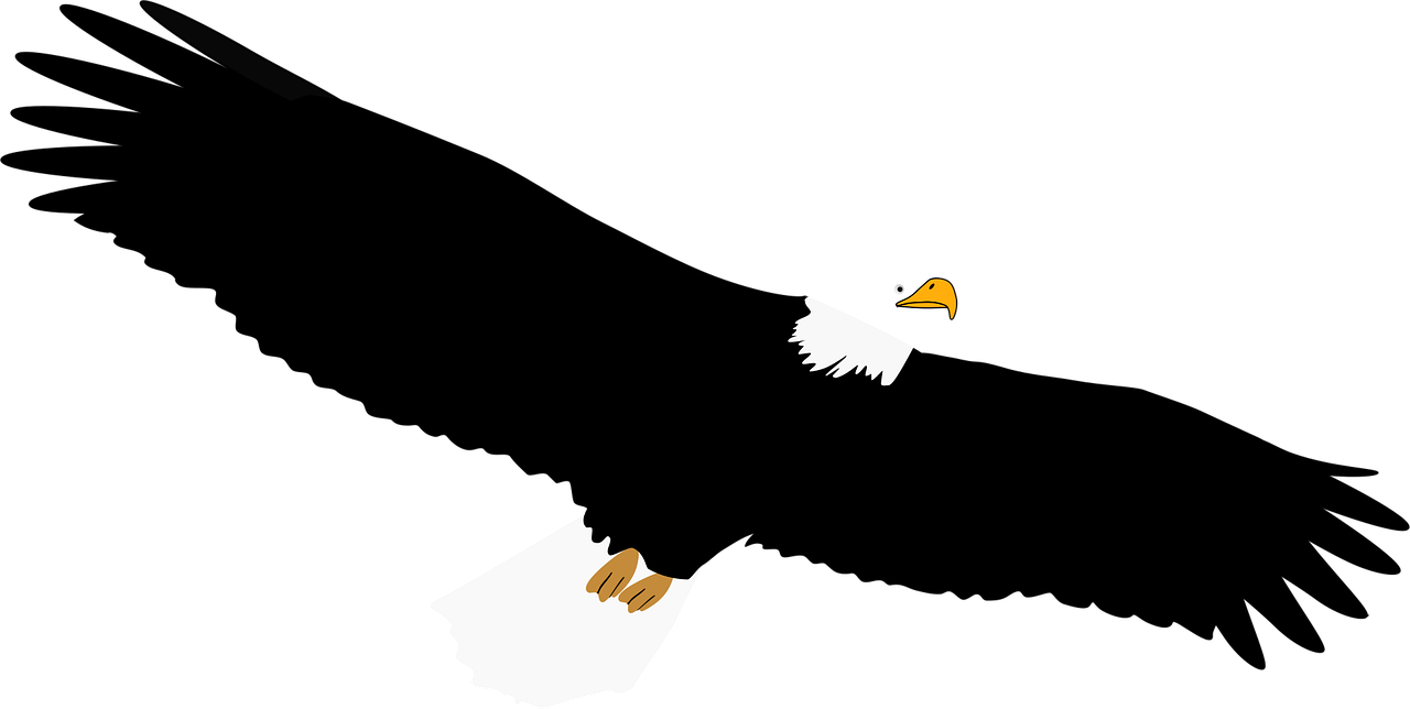 Free bald nature eagle vector