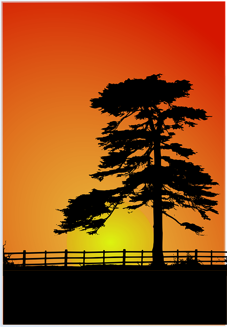 Download free HD stock image of Sunset Cedar Free sunset cedar cedar tree illustration