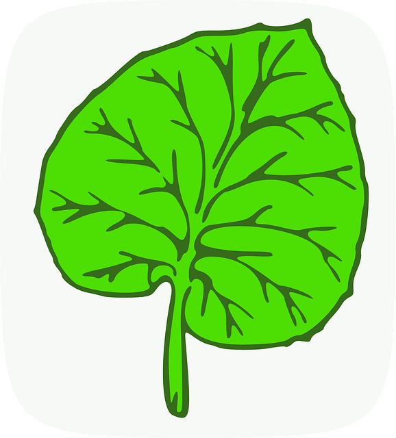 Free botanic leaf green vector
