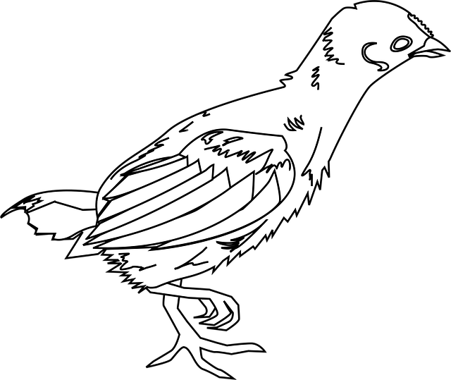 Free chick chicken little chicken vector