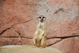 Darmo Obraz Zwierz ta Zwierz t Psy Bia y Gratis Obraz Na Pixabay 