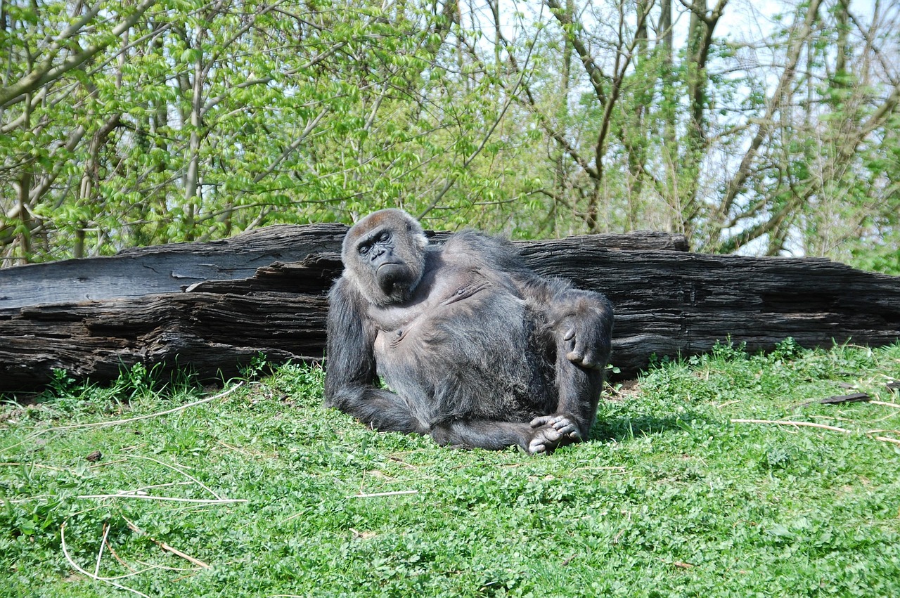Gorilla - free online jigsaw puzzle photo