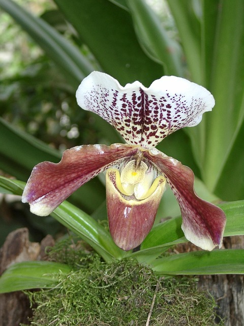 Free Flower Orchid photo and picture