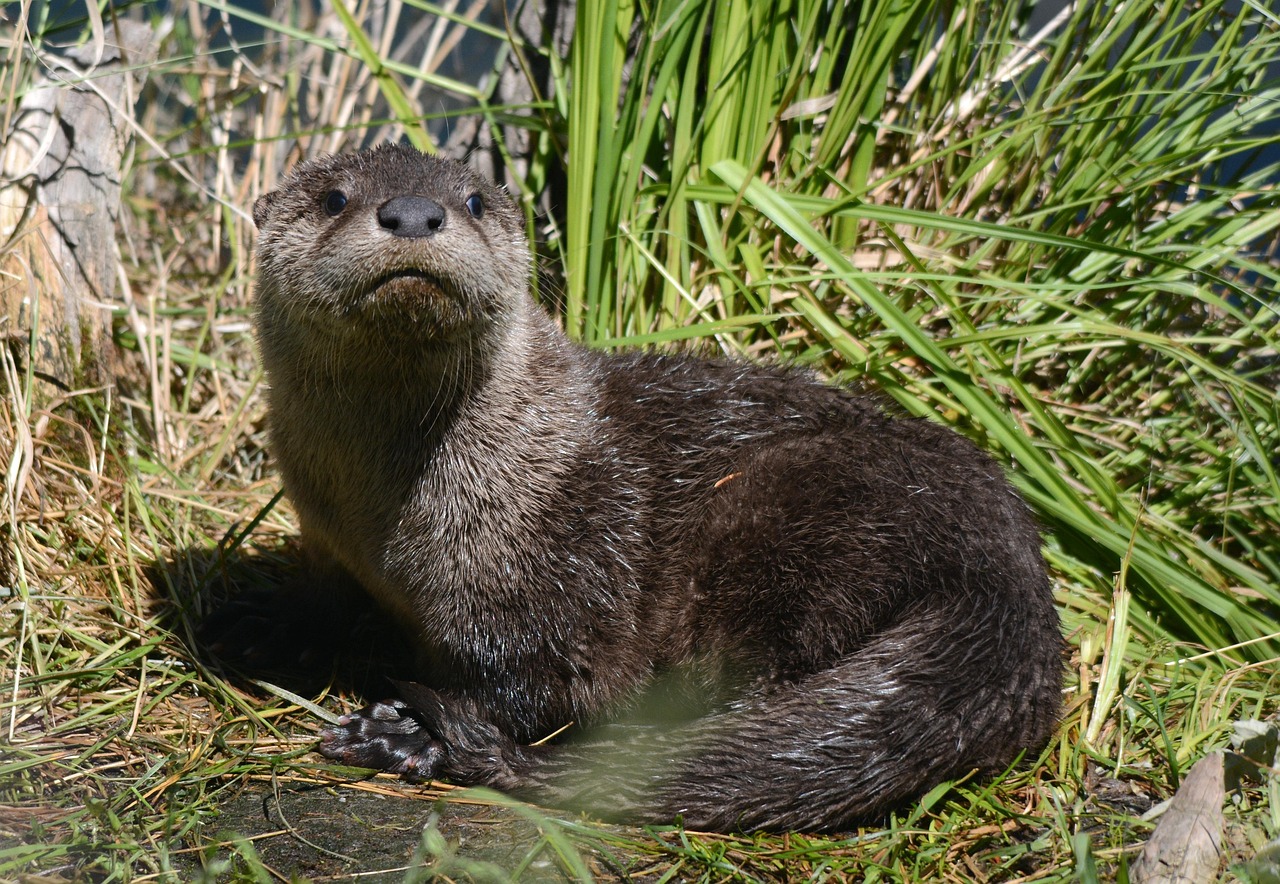 Download free HD stock image of Young Otter Free Young Otter photo and picture