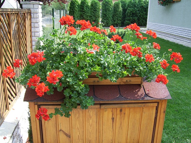 Free Futómuskátli Flower photo and picture