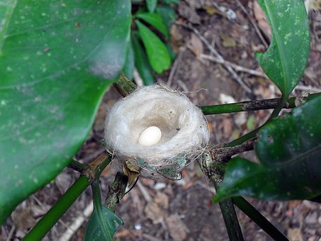 Free Egg Nest photo and picture