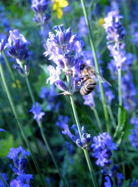 Free Bee Lavender photo and picture