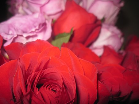 Free Rose Flower photo and picture