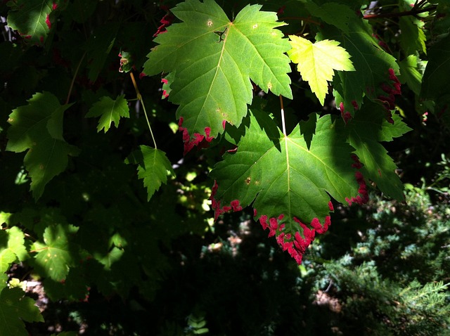 Free Leaves Nature photo and picture