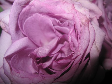 Free Floral Decorations photo and picture